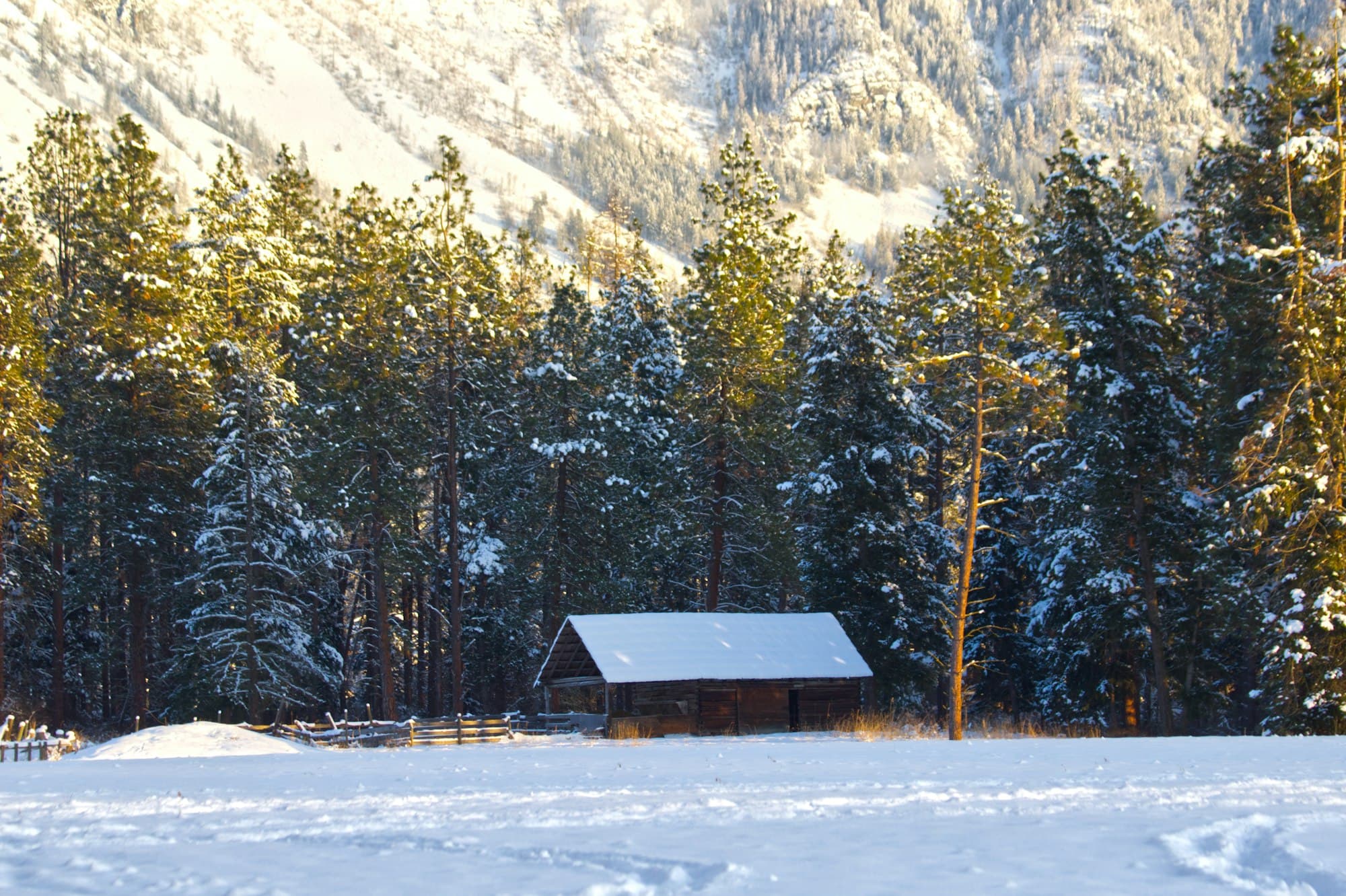 Snow-dusted lodge among pines