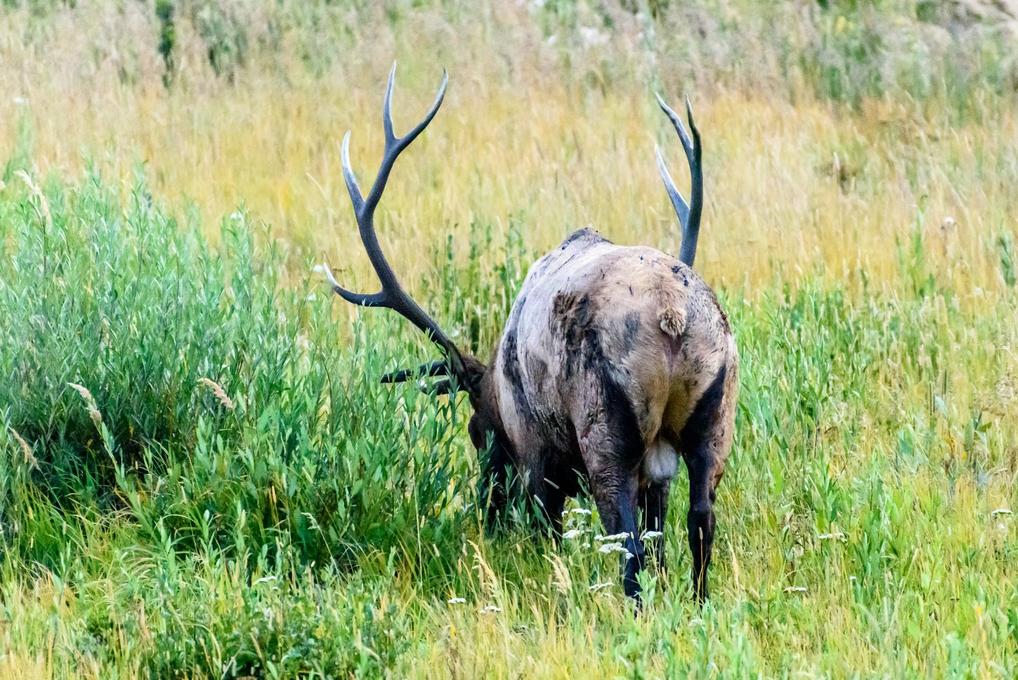 Wildlife